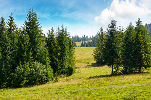 istock coniferous forest on the green hill in carpathian mountains 2218705219