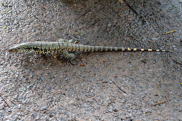 istock Tupinambis teguixin lizard 2218707150