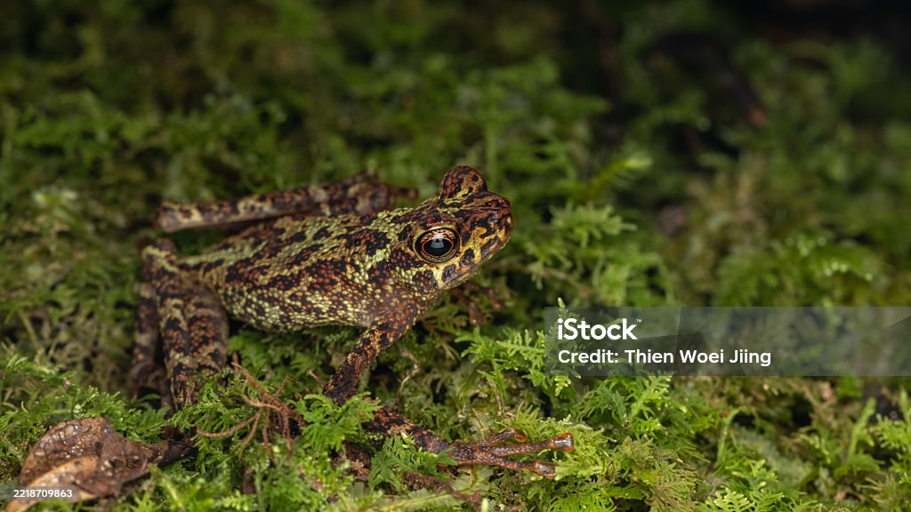 Beautiful Toad Beautiful Wildlife Sabah Earless Toad Also Know As The Spotted Asian ...