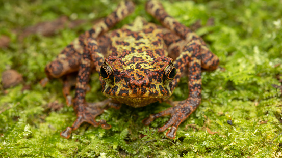 Beautiful Toad Beautiful Wildlife Sabah Earless Toad Also Know As The Spotted Asian ...
