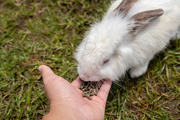 istock Man hand feeding food to cute rabbit on rabbit farm 2218710569