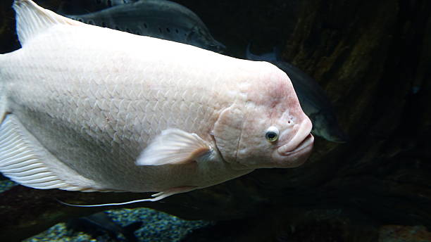 Fish in Aquarium