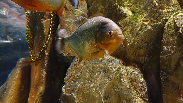 Dangerous predatory fish piranha swims in the aquarium. Pygocentrus nattereri.