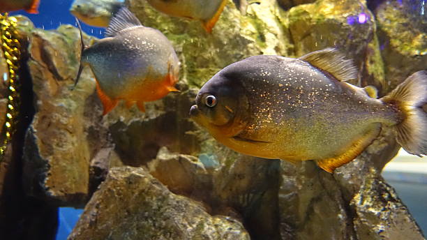 istock The Fishes 2218711165