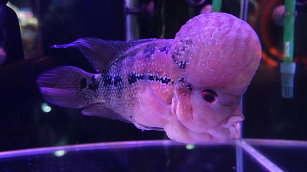 Fish in Aquarium