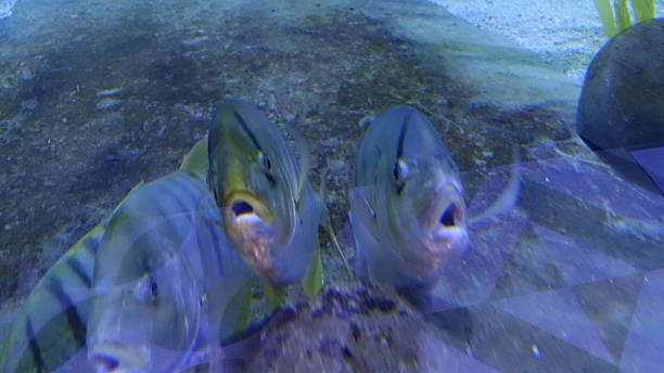 Underwater shot of Zeus Faber - John Dory , st Pierre or Peter's fish in natural habitat in Adriatic sea Croatia