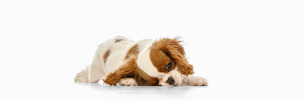 istock Banner. Small King Charles Spaniel lying flat on floor with head down and watching quietly against white studio background. Copy space. 2218712336