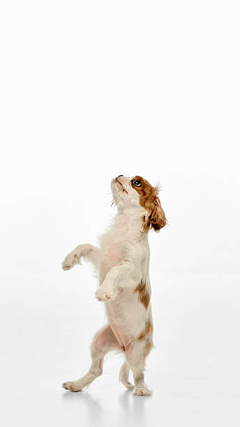 istock Poster. Small King Charles Spaniel standing upright on hind legs in begging pose against white studio background 2218712363