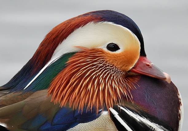 istock Mandarin drake profile close up 2218712819