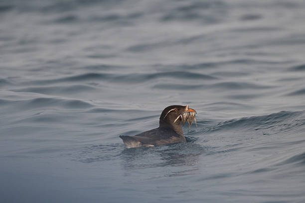 Rhinoceros Auklet swimming