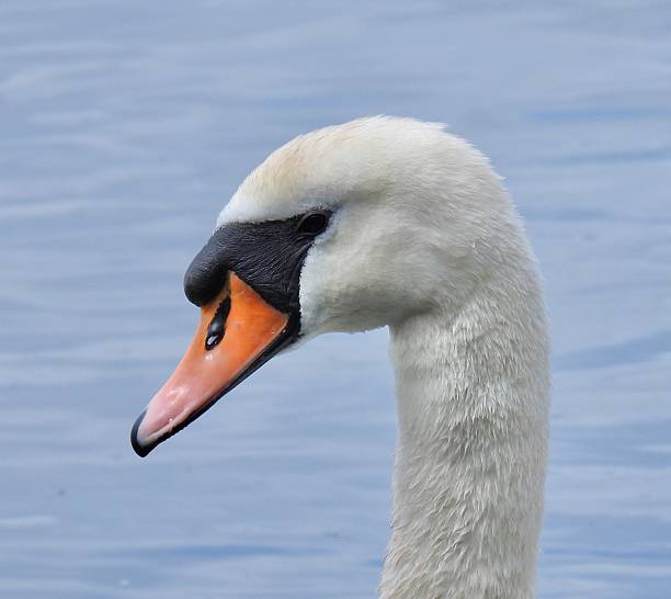 istock Mute swan profile close up 2218712873