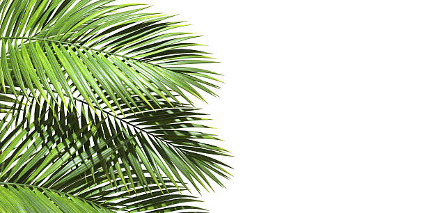 istock Palm trees leaves realistic with copy space on white backgrounds 3d rendering 2218713241
