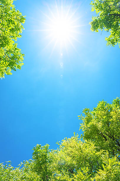 istock View to blue sky with sunbeams through treetops 2218713487