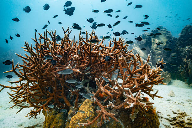 underwater photo of elkhorn coral in caribbean sea, acropora palmata coral in guadeloupe