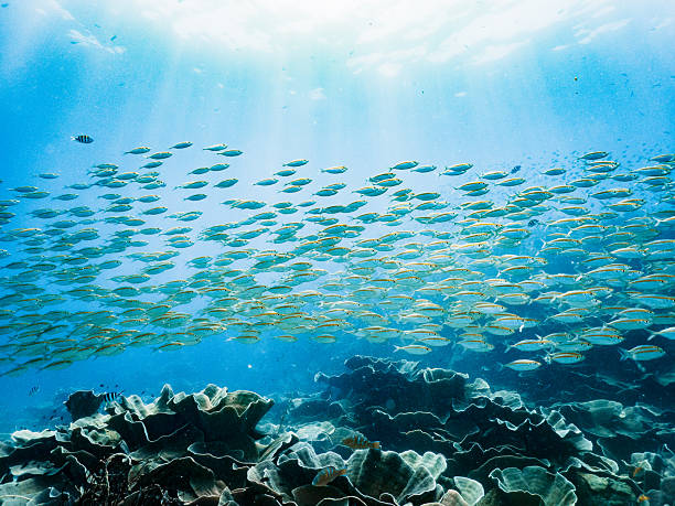 Large School of Fish in Koh Chang Waters