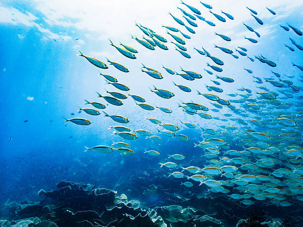 istock Large School of Fish in Koh Chang Waters 2218713540