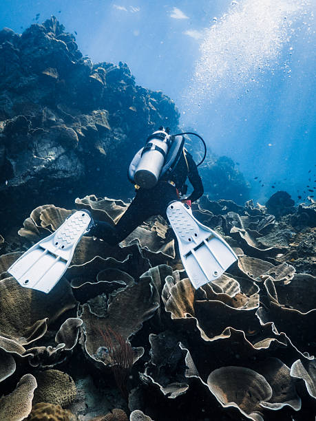istock Diver Swimming Over Massive Hard Coral Reef 2218713543