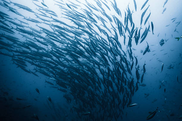 Large School of Barracuda in Deep Sea