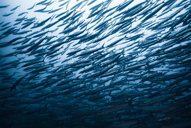 A striking view of a large school of barracuda swimming in formation in the deep sea. The sleek, silver bodies and synchronized movement of these predatory fish highlight the raw beauty and power of marine wildlife in their natural habitat.