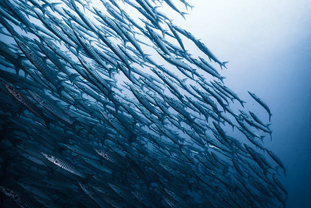 A striking view of a large school of barracuda swimming in formation in the deep sea. The sleek, silver bodies and synchronized movement of these predatory fish highlight the raw beauty and power of marine wildlife in their natural habitat.