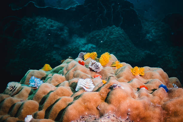 istock Colorful Soft Coral Growing on Hard Coral Reef 2218713564