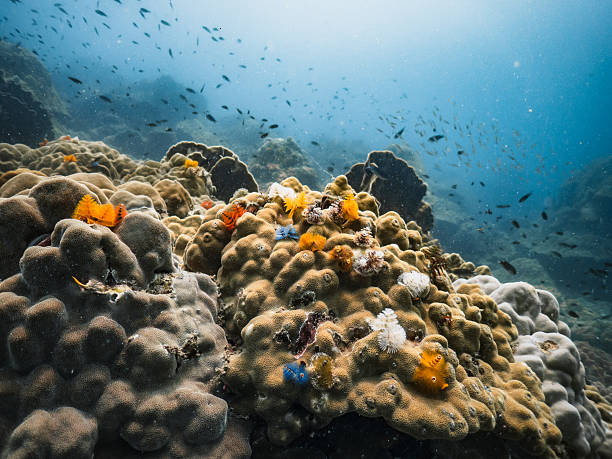 istock Colorful Soft Coral Growing on Hard Coral Reef 2218713574