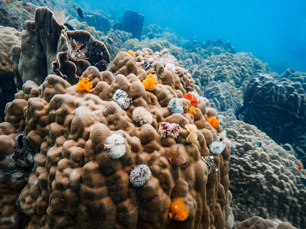 istock Colorful Soft Coral Growing on Hard Coral Reef 2218713578