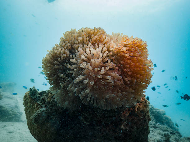 Soft bubble coral polyps show fine patterns and organic shapes.