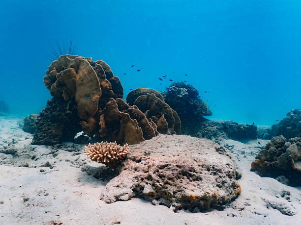 istock Beautiful Hard Coral in Tropical Waters 2218713583