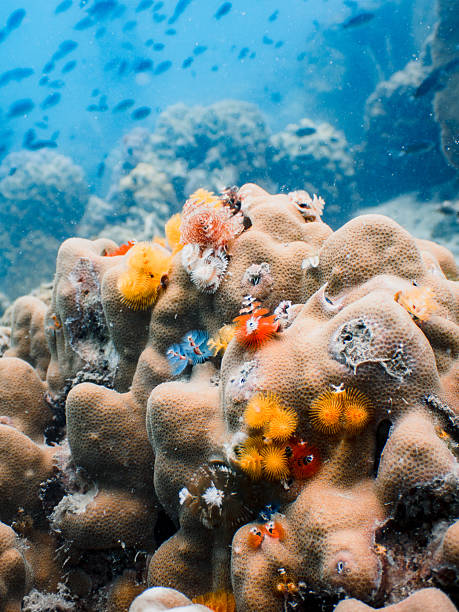 Colorful Soft Coral Growing on Hard Coral Reef