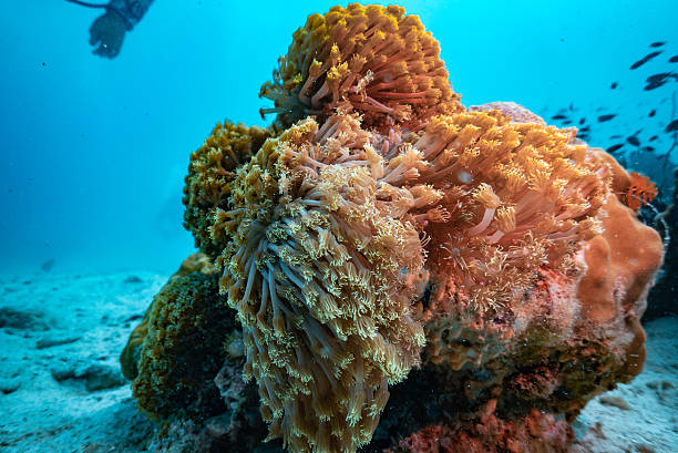A vibrant display of colorful soft coral growing on a base of hard coral in a tropical reef. The image captures the complexity and beauty of coral ecosystems, showcasing the layered textures and rich biodiversity of marine life in clear ocean waters.