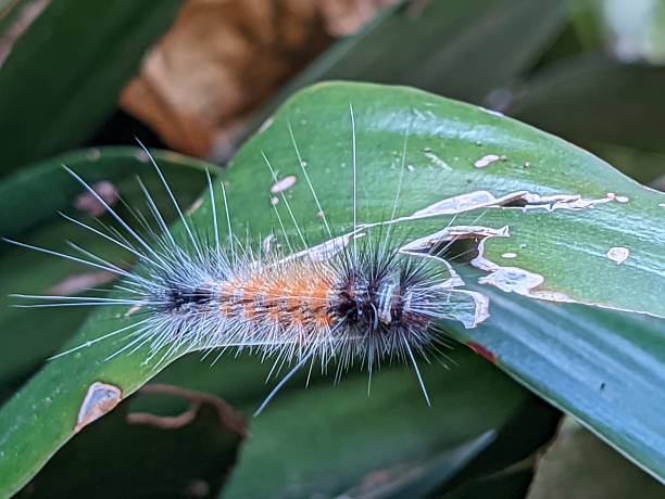 caterpillars crawling on leaves