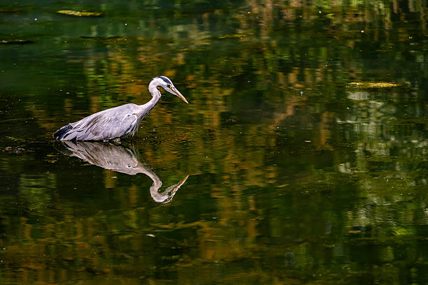 istock Heron Fishing 2218716841