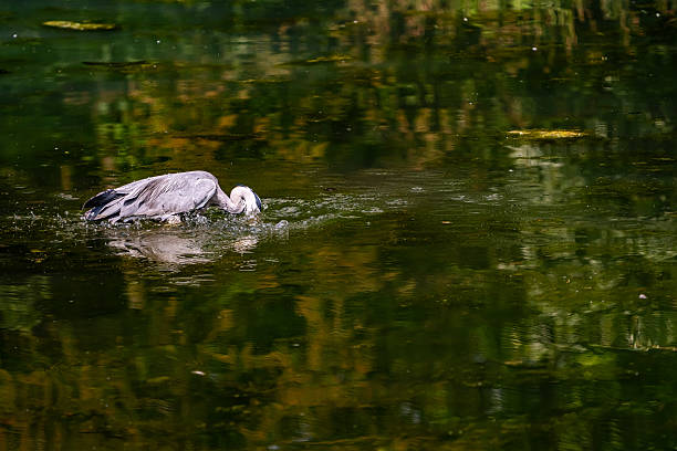 A sequence of images, showing a grey heron's fishing technique.