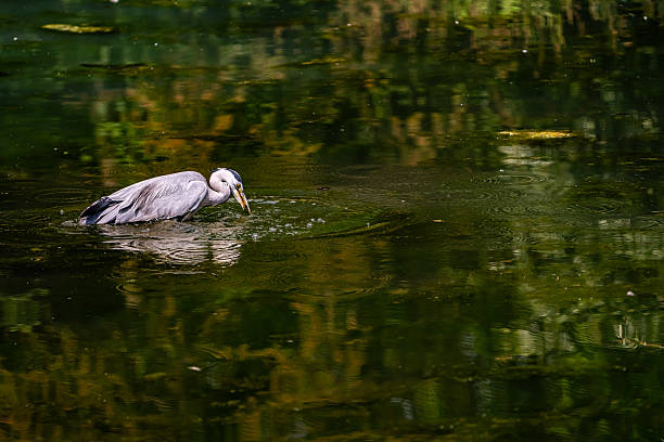 istock Heron Fishing 2218716877