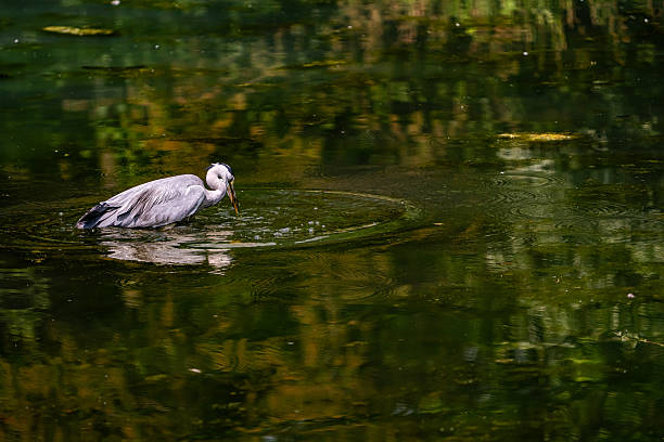 istock Heron Fishing 2218716898