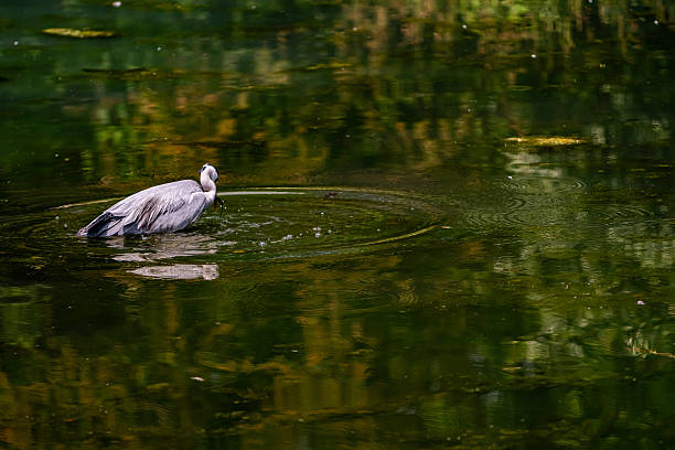istock Heron Fishing 2218716899