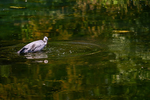 istock Heron Fishing 2218716900