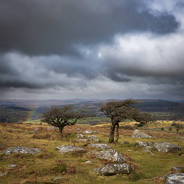 istock Combestone Tor, and two trees, Dartmoor 2218717322