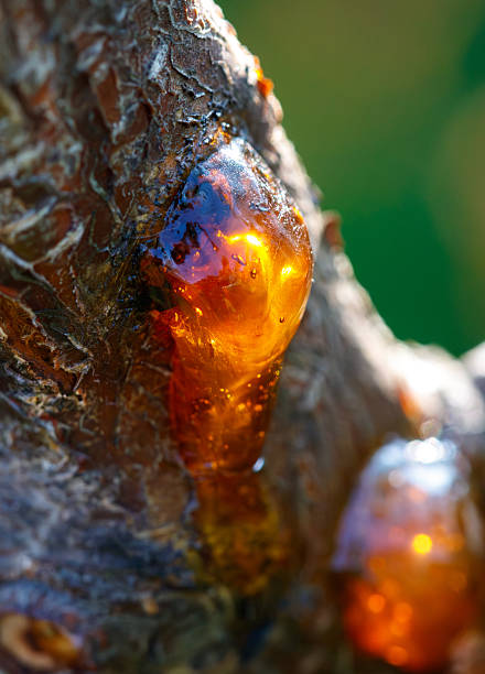 istock A tree branch with a sticky substance on it 2218717808