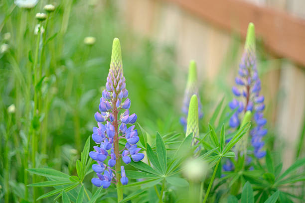 Lupin blooming in a meadow- surrey, usa