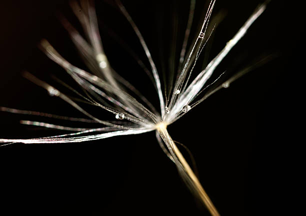 A close up of a flower with dew drops on it. The flower is a single stem with a single flower head. The dew drops on the flower give it a fresh and delicate appearance