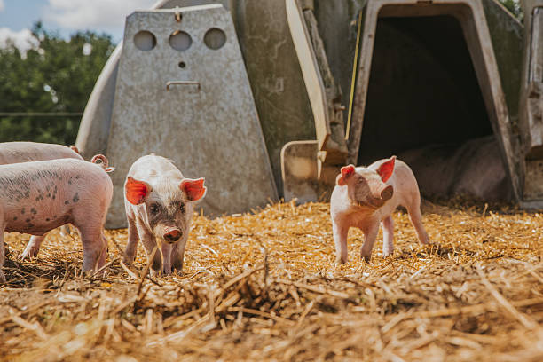 istock Curious Piglets Exploring Organic Pig Farm 2218718631
