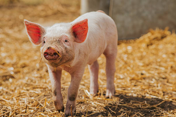 istock Happy Piglet walking towards the camera on Straw Bedding 2218719032