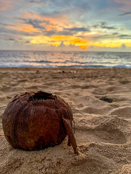istock Coconut on Beach at Sunset with Dramatic Cloudy Sky 2218719289
