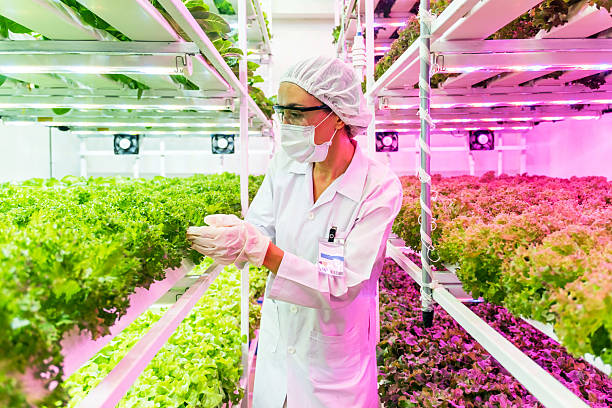 istock Scientist examines leafy greens in a vertical hydroponic farm with LED lighting. Wearing lab gear, she ensures eco-friendly crop growth using sustainable agri-tech solutions for urban farming. 2218719330
