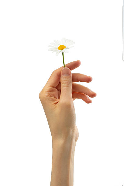 One children hand giving to other children hand beautiful marguerite, symbolizing friendship, apology