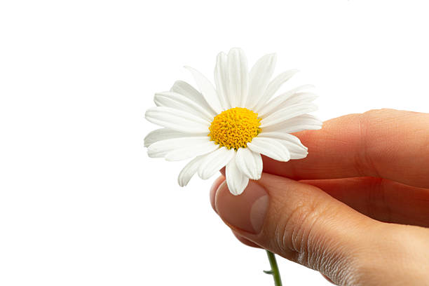 Daisy flowers, or Bellis perennis, are known for their charming white or pink petals surrounding a yellow center, symbolizing innocence and purity. Blooming from spring to late summer, they follow the sun throughout the day, earning them the nickname \