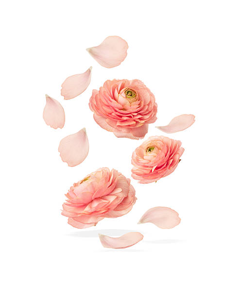 istock Ranunculus flower with petals on white background 2218723511