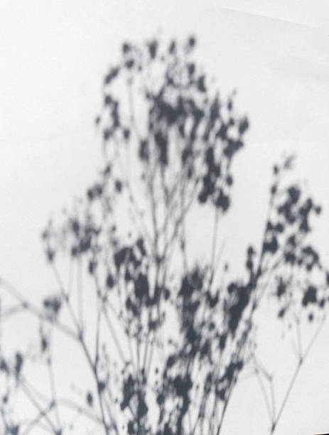 istock Botanical Shadow on White Wall Minimalist Natural Background 2218723680